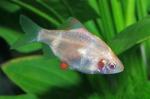    (Puntius tetrazona var. albino, Barbus tetrazona var. albino, Capoeta tetrazona var. albino), L
