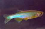   (Danio albolineatus, Brachydanio albolineatus), M