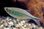  ,  ,   (Devario aequipinnatus, Danio aequipinnatus, Danio malabaricus), S