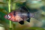  ,   (Puntius nigrofasciatus, Barbus nigrofasciatus), M