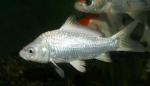 -  (Cyprinus carpio var.), S