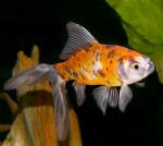   (Carassius auratus var.), S