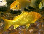 -  (Cyprinus carpio var.), S