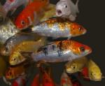 -  (Cyprinus carpio var.), L
