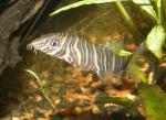  , - (Botia striata, Botia superciliaris), M