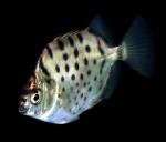   (Selenotoca multifasciata), M