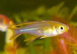 Тельматерина ладигеза, рыба-"солнечный луч" (Marosatherina ladigesi, Telmatherina ladigesi), M 