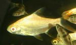    (Barbonymus schwanenfeldii var. albino, Barbus schwanefeldi), S