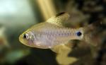   (Puntius sp. Draped Hi Fin Barb, Oreichthys sp. Draped Hi Fin Barb), M