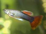  -   (Poecilia reticulata var.), M