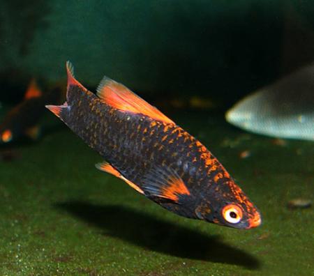 Меченосец черный (Xiphophorus hellerii var.), L