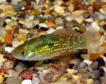  , ,   (Jordanella floridae), M