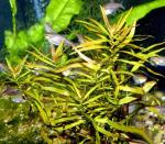   (Ludwigia oblongofolia), M
