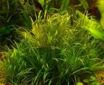   (Blyxa japonica), M