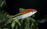   (Puntius denisonii, Barbus denisonii, Epalzeorhynchos denisonii), M