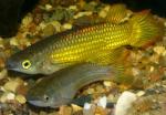    (Aplocheilus lineatus var."Gold"), M