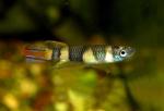  ,  , -,   (Pseudepiplatys annulatus, Aplocheilus annulatus, Epiplatys annulatus), M