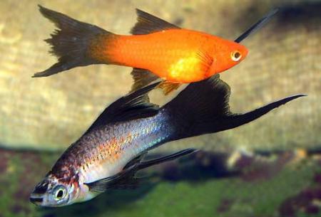 Меченосец лирохвостый (Xiphophorus hellerii var.), L разные