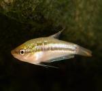  ,   (Trichopsis pumila), M