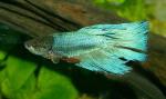    (Betta splendens var.), L 