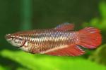   (Betta splendens var.), M  