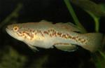  (Mogurnda pulchra), M