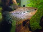   (Trichogaster leerii), S