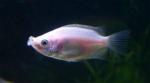    (Helostoma temmincki), M
