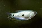     (Trichogaster trichopterus trichopterus var. Blue morph), M
