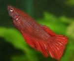   (Betta splendens var.), L  