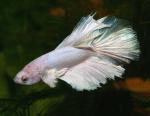   " "  "" (Betta splendens var. "Half Moon"), L 
