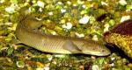   (Polypterus senegalus), S