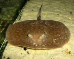   ,  ,  ,   ,   (Potamotrygon motoro), S