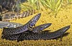  ,   (Polypterus ornatipinnis), S