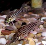  ,   (Corydoras julii), L