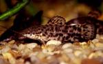 , -,  ,   (Megalechis thoracata, Hoplosternum thoracatum), M