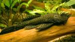  ,  , - (Ancistrus dolichopterus), S