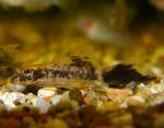    (Ancistrus dolichopterus var.), XL