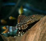  ,   (Panaque nigrolineatus), L