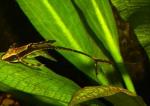   (Sturisoma sp.), L