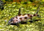   (Synodontis sp.  S .sp.), S