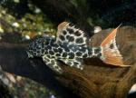   L-025 (Pseudacanthicus sp. L-025), M