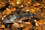  ,  ,   (Corydoras paleatus), M