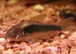  ,  ,   (Corydoras aeneus), M