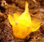   -  (Ancistrus dolichopterus var. gold), L