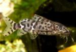   (Synodontis eupterus), S