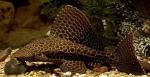  ,   (Glyptoperichthys gibbiceps, Pterygoplichthys gibbiceps), S