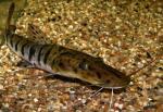  ,   (Pseudoplatystoma fasciatum), S