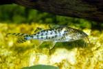 -,   (Pimelodus pictus), M
