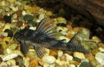  L-260 (Peckoltia sp. L-260), M